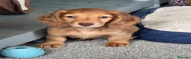 Miniature Dachshund 2
