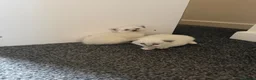Siamese cats for sale: Siamese/ragdoll cross  in Rochdale - Advert 14