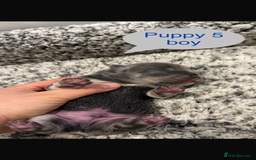 Mixed Breed dogs for sale: French chow puppies  - Image 11