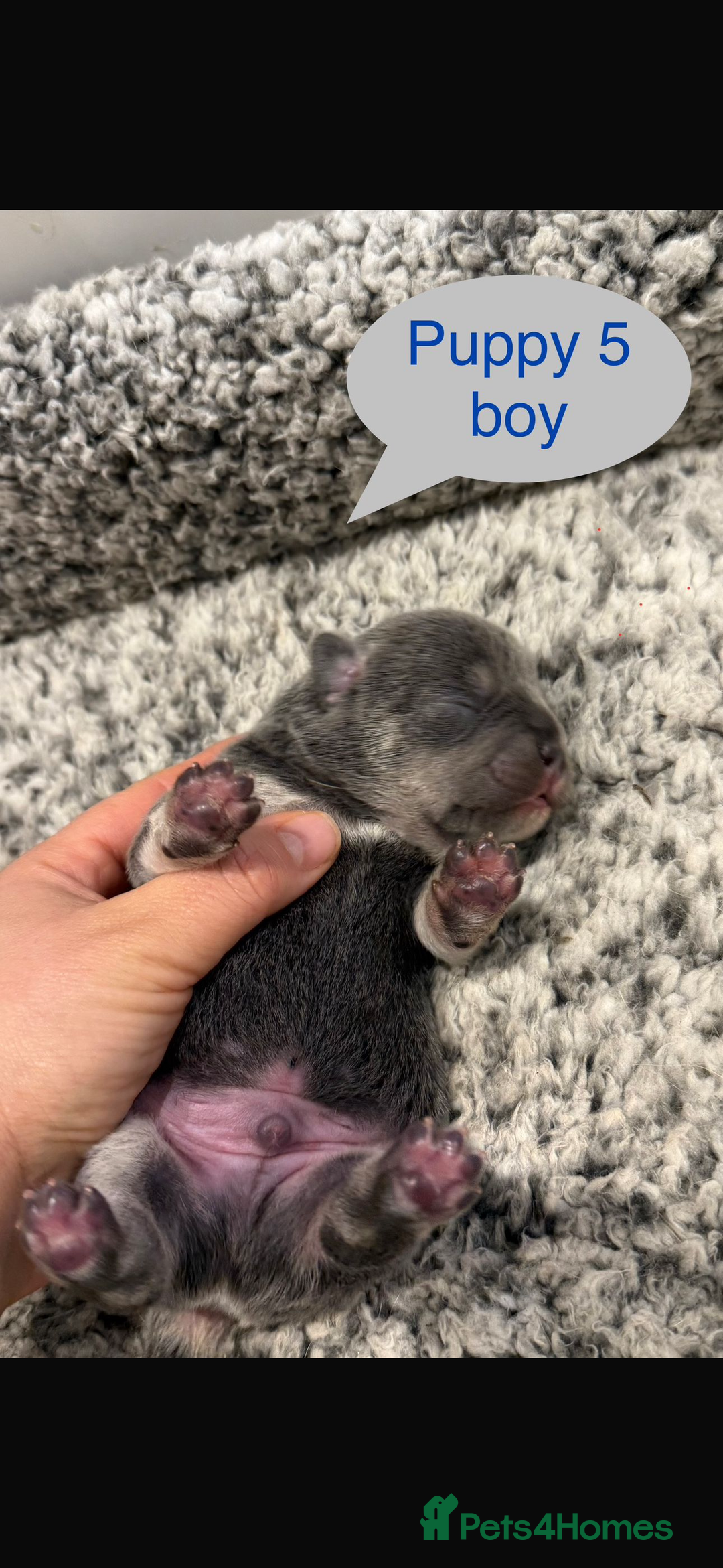 Mixed Breed dogs for sale: French chow puppies  - Image 11