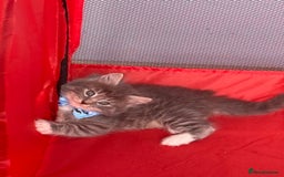 British Shorthair cats for sale: Beautiful bred British shorthairs  - Image 13