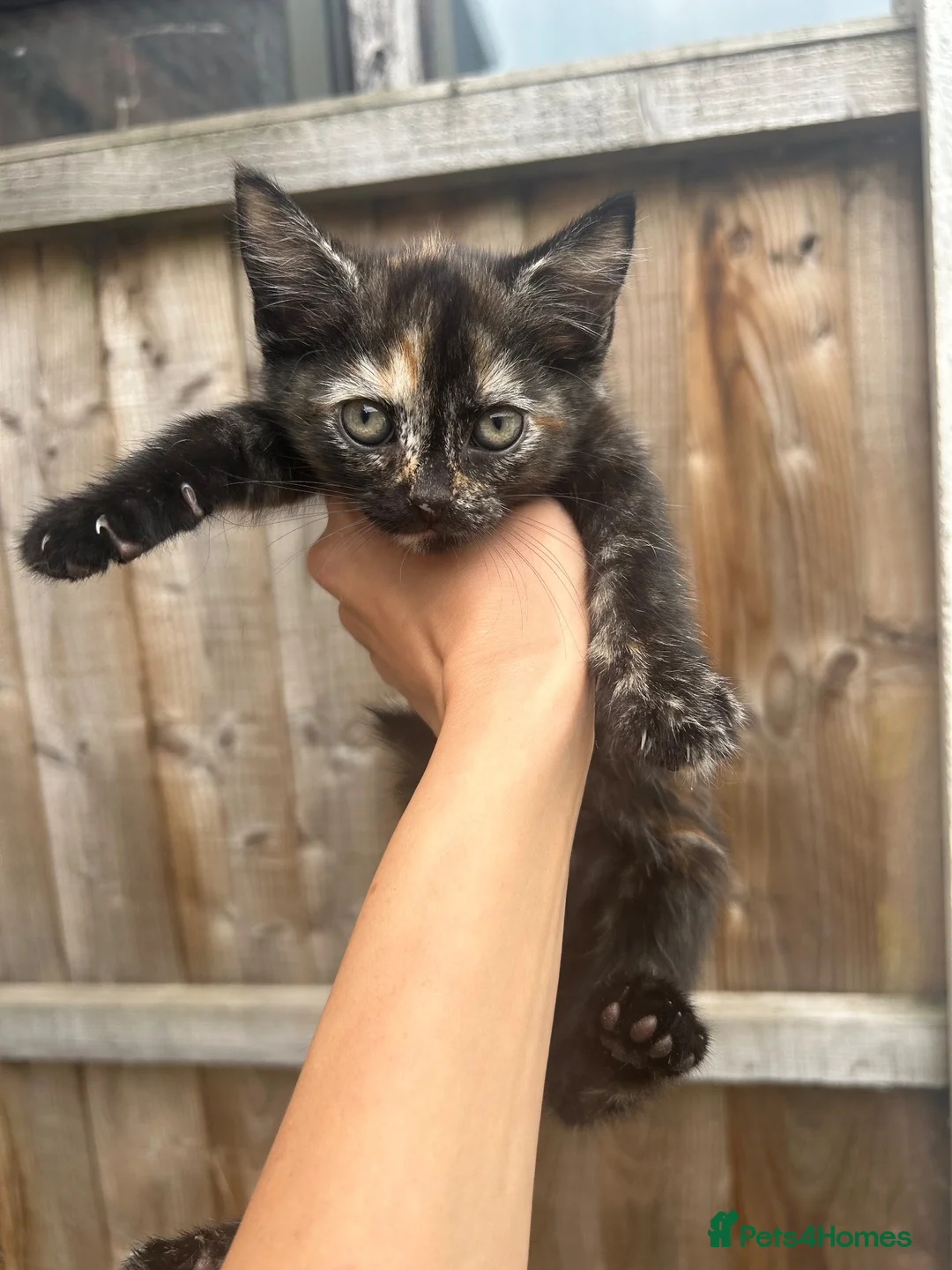 Mixed Breed cats for sale: 6 kittens for sale  - Advert 2