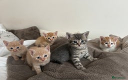 Mixed Breed cats for sale: Beautiful Kittens for sale - Image 39