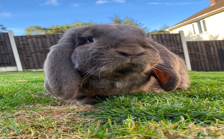 French Lop rabbits - Advert 3