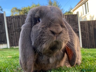 French Lop rabbits for sale - Advert 1