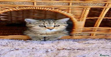British Shorthair cats in Feltham - Advert 4