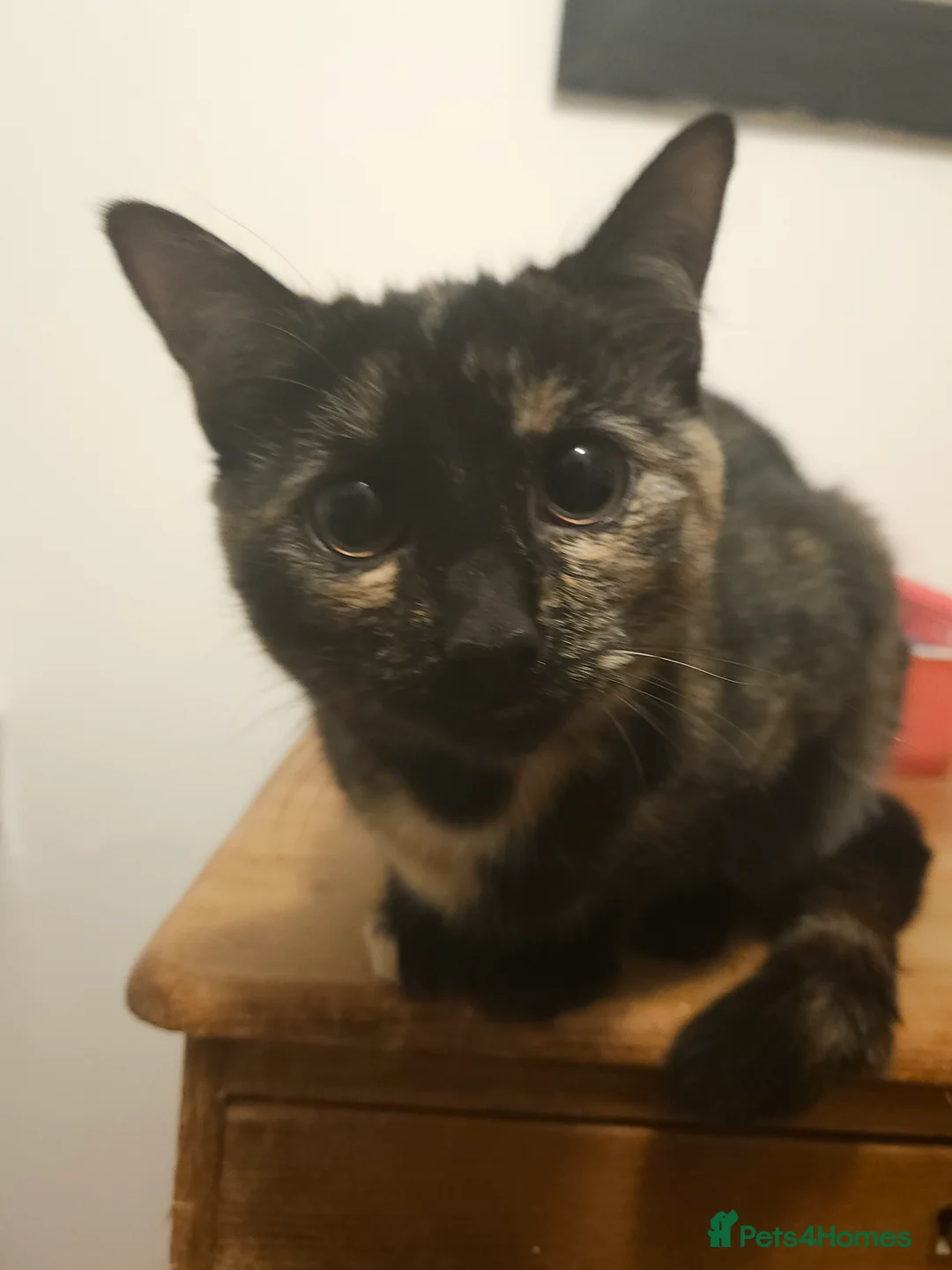 Domestic Shorthair cats for sale: Tortoishell Female Kitten - Advert 1