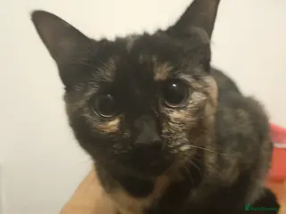 Domestic Shorthair cats Tortoishell Female Kitten - Advert 1