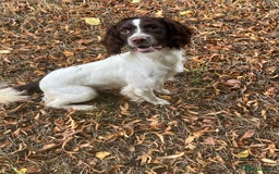 English Springer Spaniel dogs for sale: FTCH x FTAW Springer spaniel - Image 3