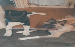 Akita dogs for sale: Female Akita puppy  - Image 6