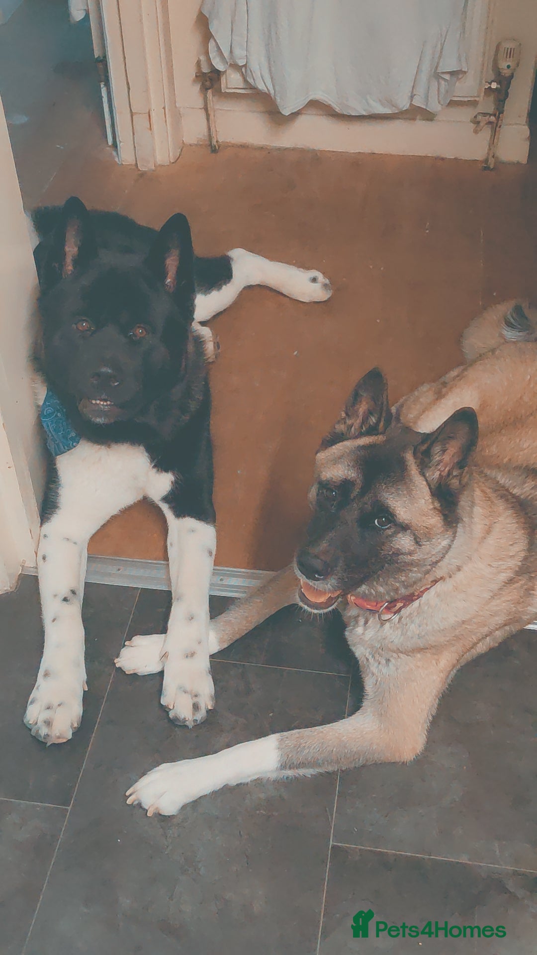 Akita dogs for sale: Female Akita puppy  - Image 6