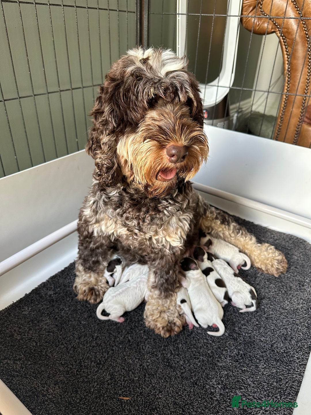 Cockapoo dogs for sale: Cockapoo puppies. Fully DNA tested.  - Image 12