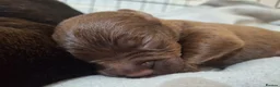 Staffordshire Bull Terrier dogs for sale: Beautiful Staffordshire bull terrier pups ❤️🐶 - Advert 9