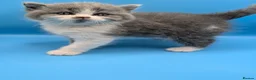 British Longhair cats for sale: British long hair bicolor  - Advert 4