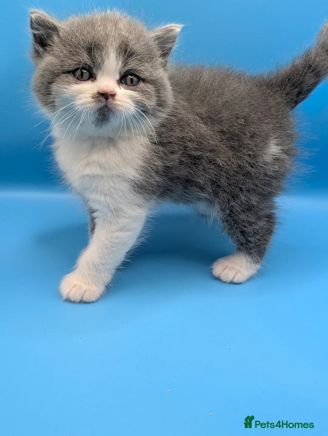 British Longhair cats for sale: British long hair bicolor  - Advert 4