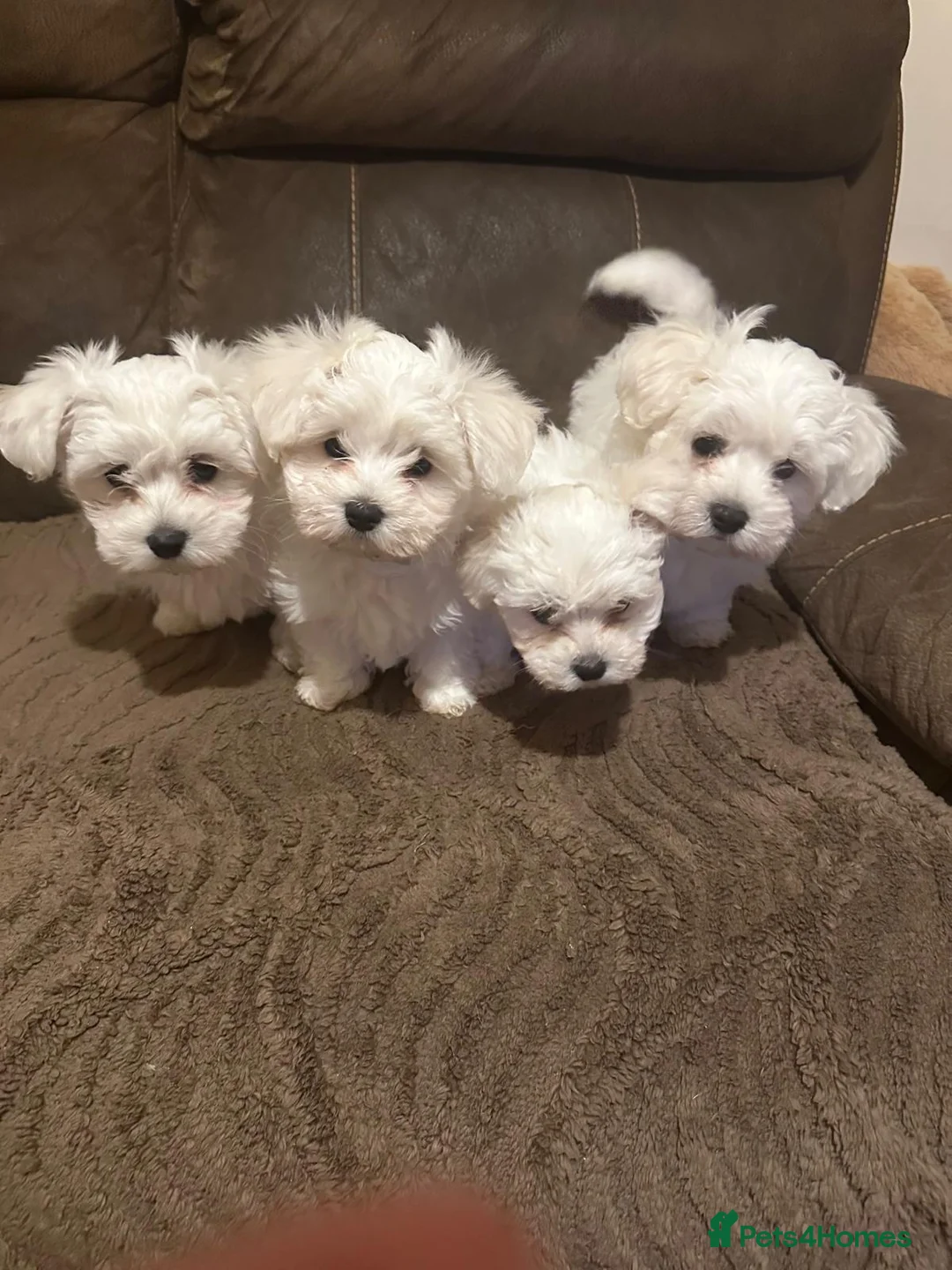 Maltese dogs for sale: Selling Bichon Maltese  in London - Advert 2