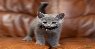 Russian Blue cats - Advert 14