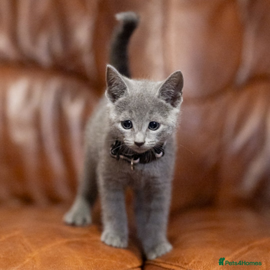 Russian Blue cats for sale: Adorable Russian Blue Kittens TICA  - Image 3