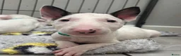 English Bull Terrier dogs for sale: Beautiful Bullterrier Pups  - Advert 2