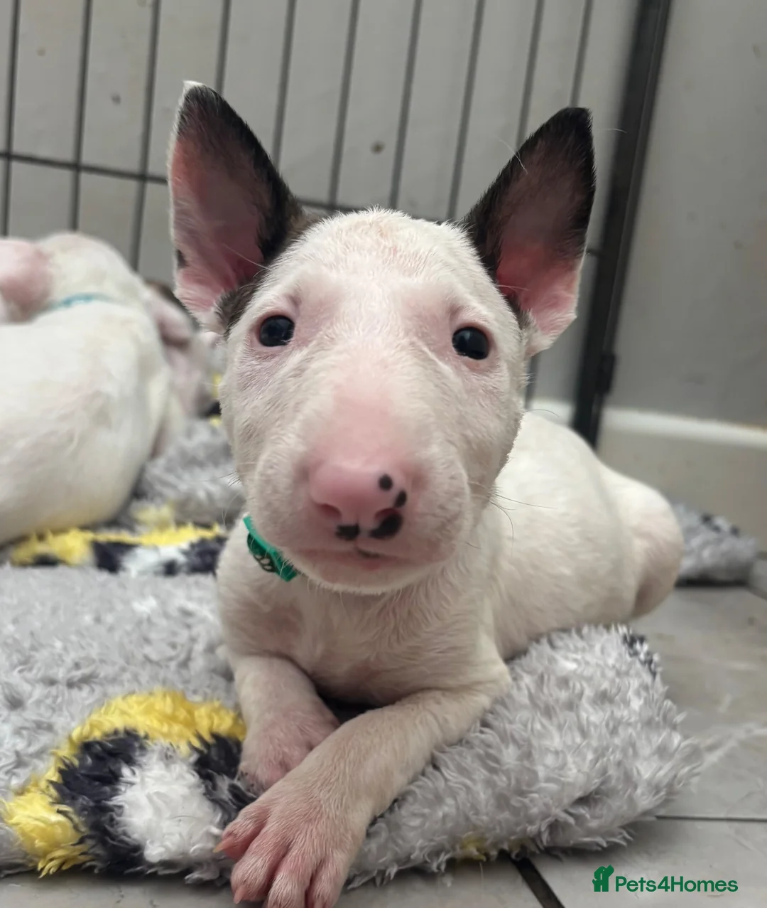 English Bull Terrier dogs for sale: Beautiful Bullterrier Pups  - Advert 2