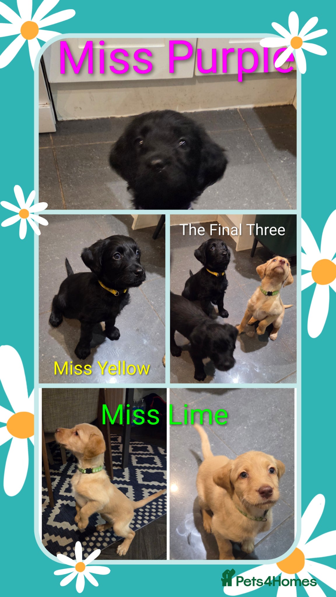 Labradoodle dogs Ready 5th April Final Three-Labradoodle Puppies  - Advert 12