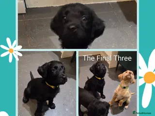 Labradoodle dogs Ready 5th April Final Three-Labradoodle Puppies - Advert 12