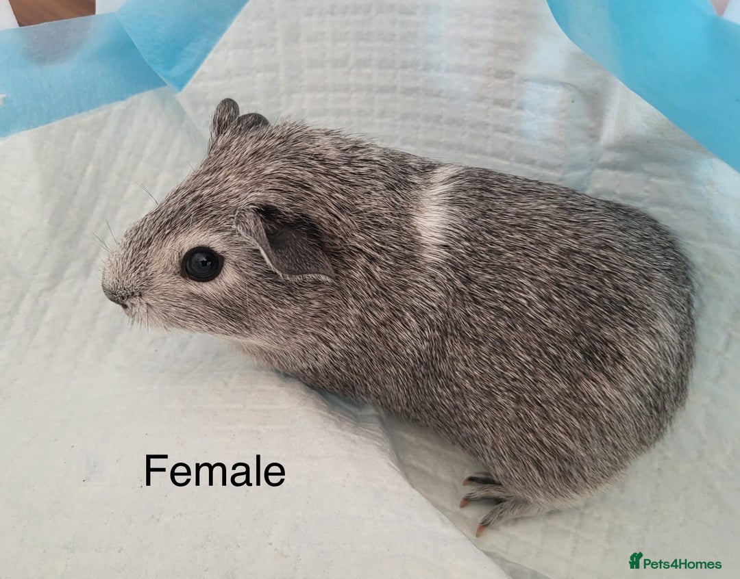 Guinea Pig rodents for sale: Baby Guinea Pigs - Image 7