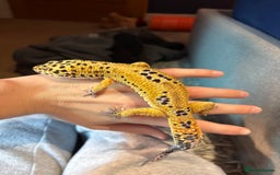 Leopard Gecko reptiles for sale: Male leopard gecko  - Advert 2