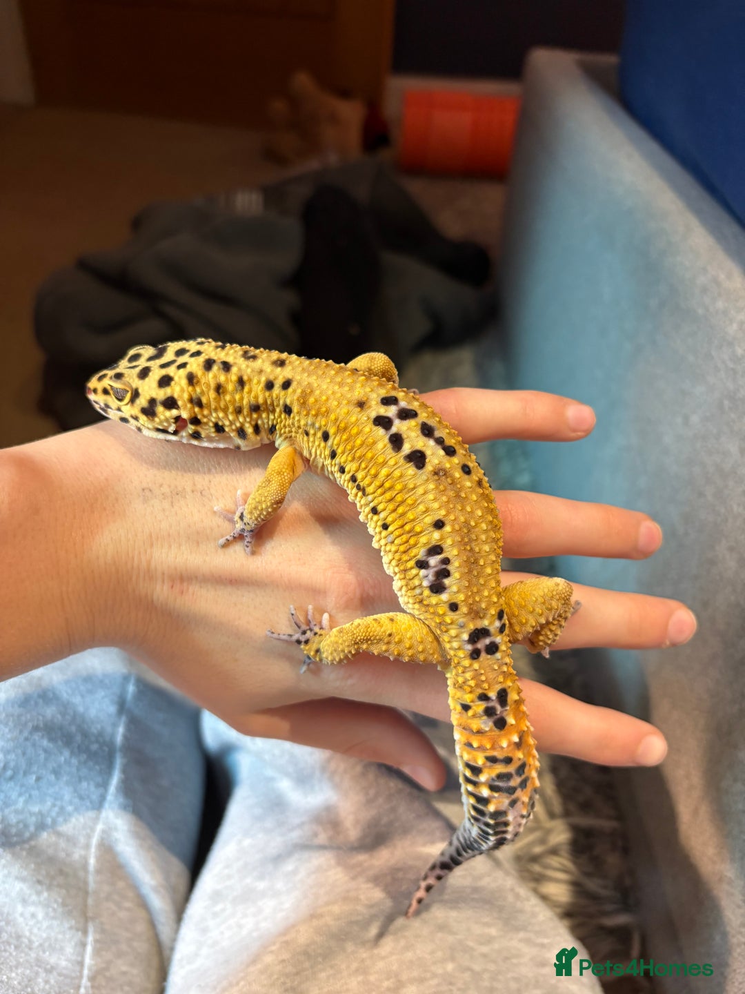 Leopard Gecko reptiles for sale: Male leopard gecko  - Advert 2
