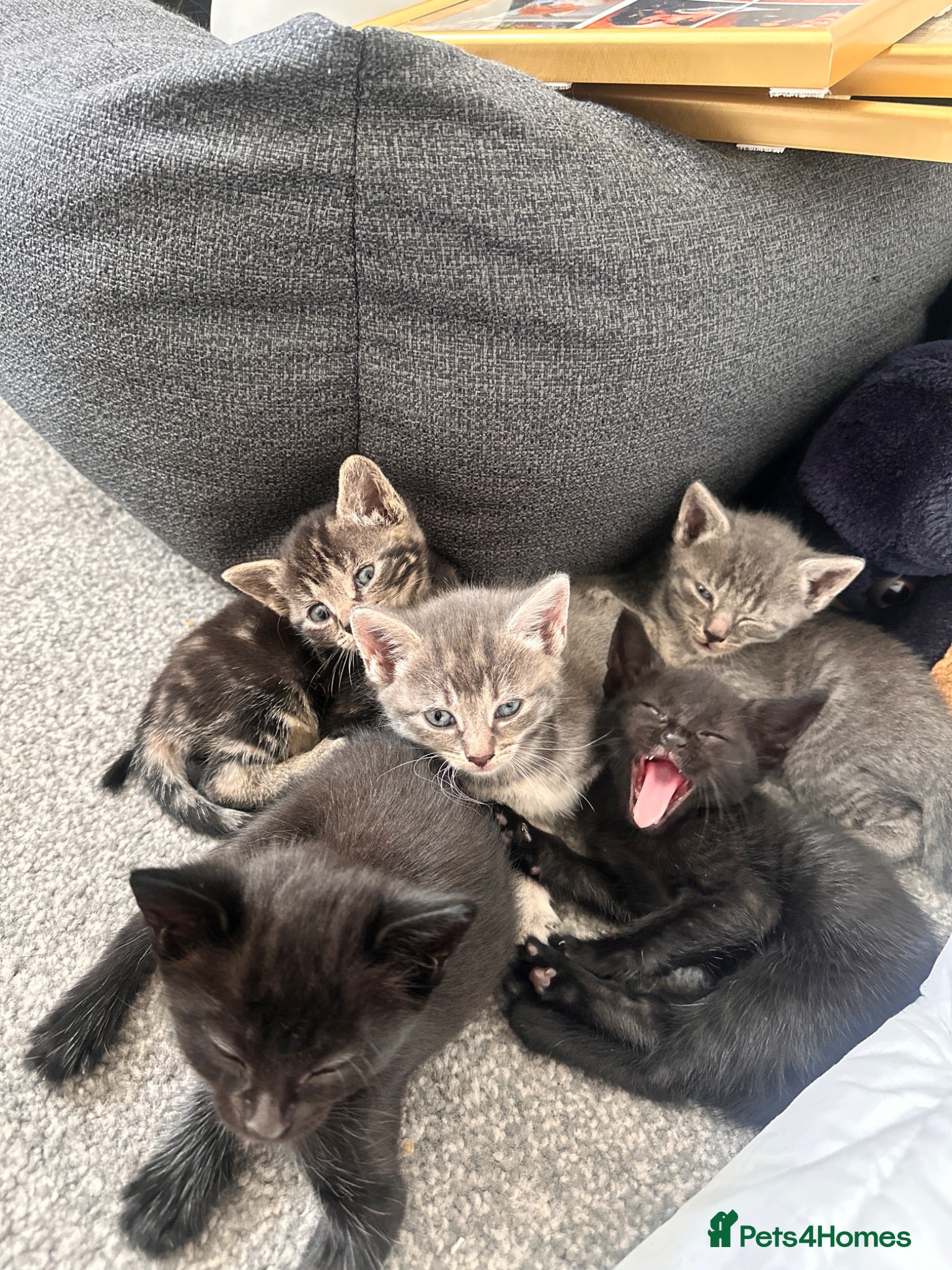Bengal cats 🩶 Silver & Black Bengal x Bombay Kittens - Advert 6