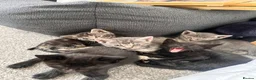 Bengal cats for sale: 🩶 Silver & Black Bengal x Bombay Kittens - Advert 1