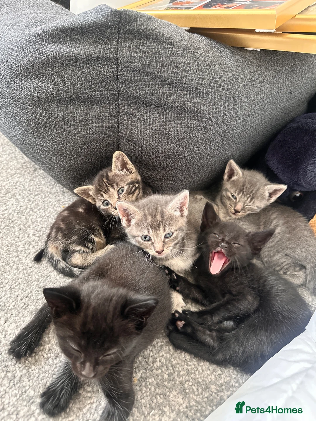 Bengal cats for sale: 🩶 Silver & Black Bengal x Bombay Kittens - Advert 1