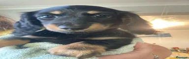 Miniature Dachshund 3