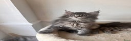 Maine Coon cats for sale: Blue Tabby boys TICA register  - Advert 3