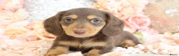 Miniature Dachshund dogs for sale: KC Longhair Miniature Dachshunds - Advert 5