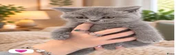 British Shorthair cats for sale: Born 20/7/26 ready to go first week October  - Advert 13