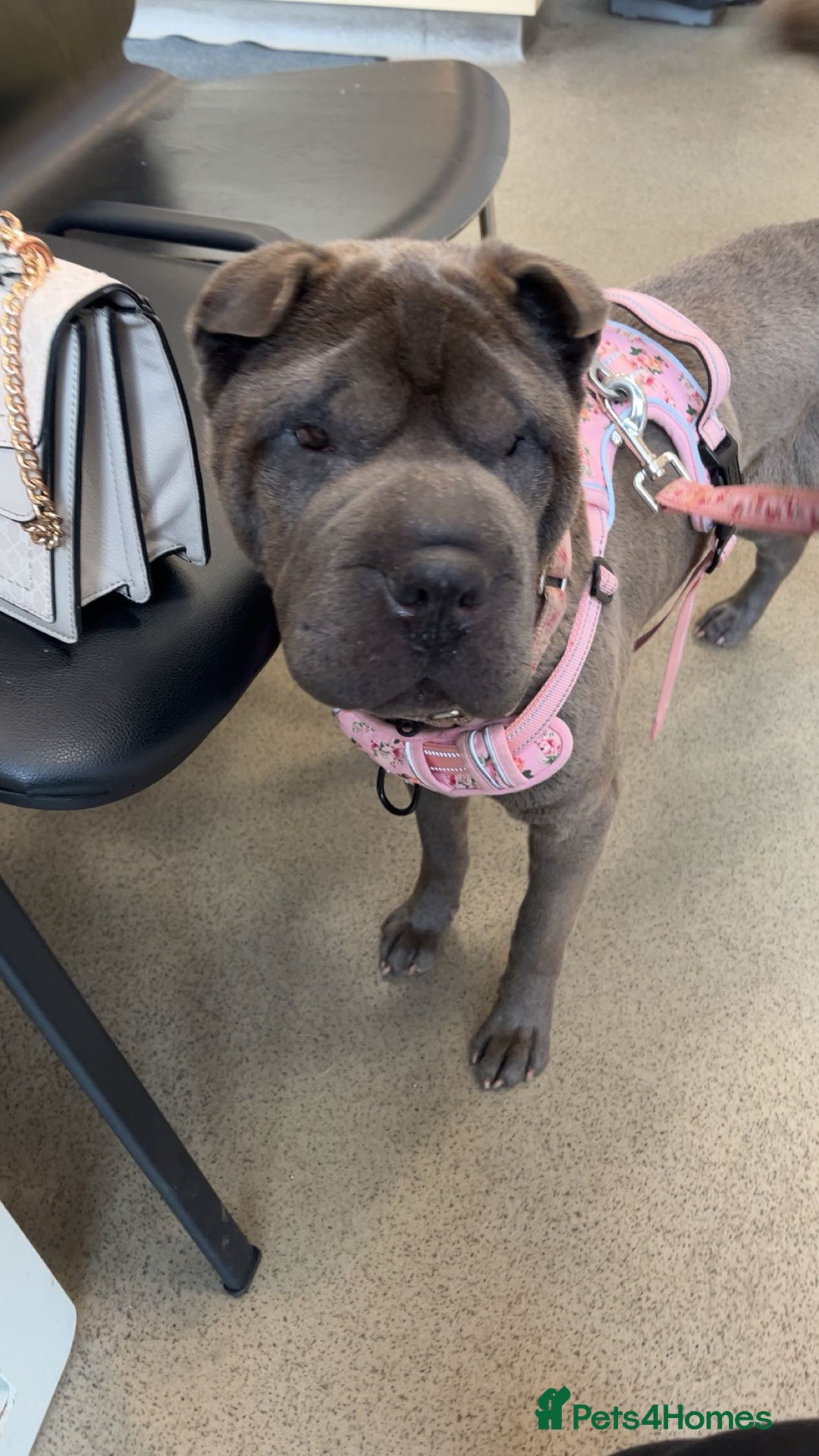 Shar Pei dogs for sale: Mika Female Shar Pei Age 4  - Image 8