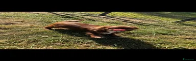 Chihuahua 3
