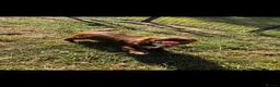 Chihuahua dogs for sale: KC long haired chihuahua puppies - Advert 2
