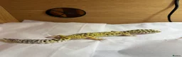 Leopard Gecko reptiles for sale: Beloved leopard gecko for sale - ASAP - Advert 1