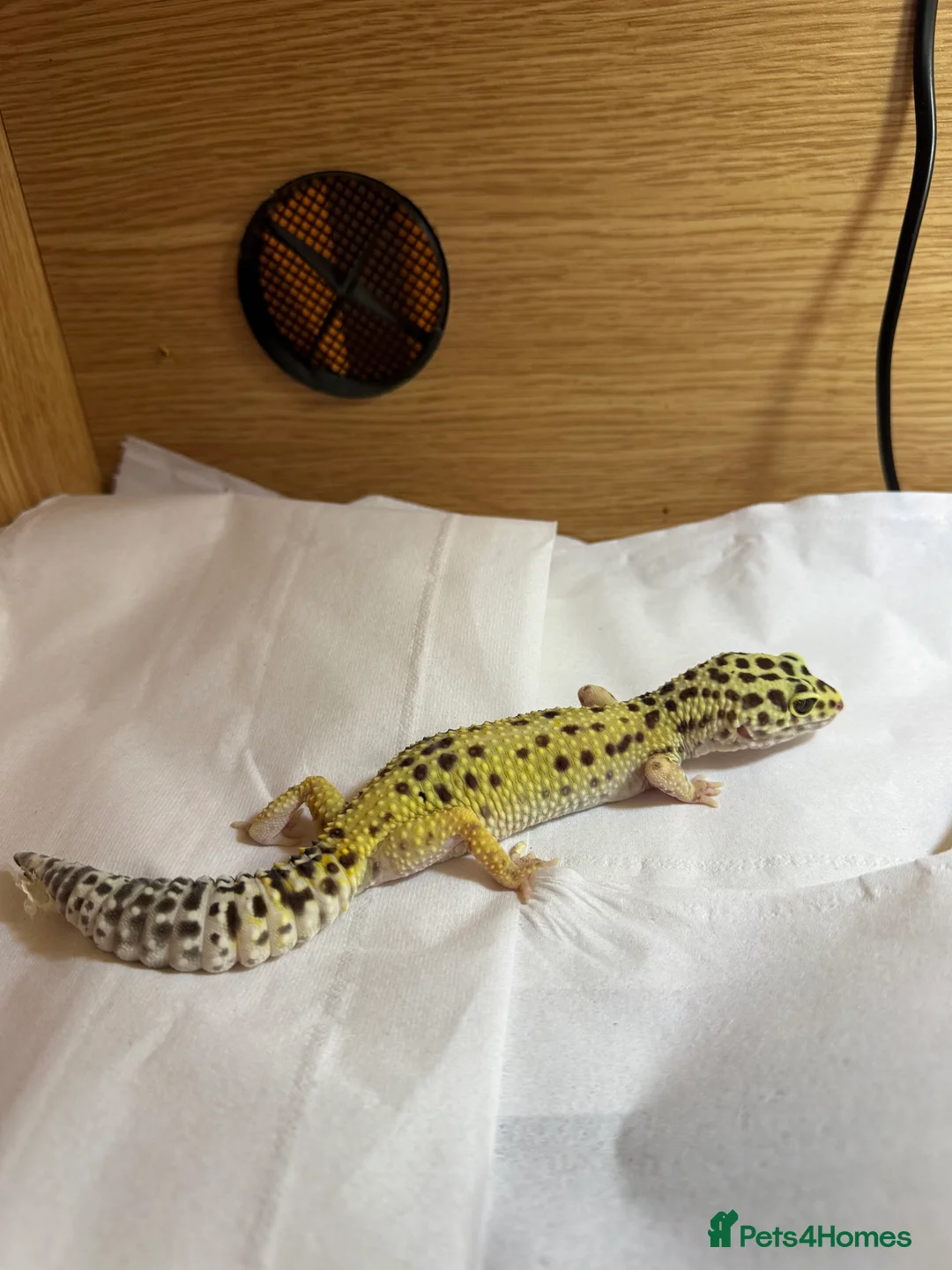 Leopard Gecko reptiles for sale: Beloved leopard gecko for sale - ASAP - Advert 1