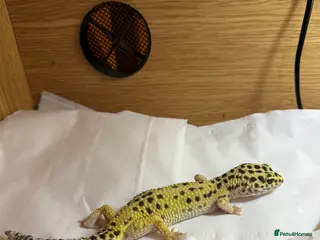 Leopard Gecko reptiles Beloved leopard gecko for sale - ASAP - Advert 1