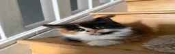 Turkish Angora cats for sale: Turkish Angora Playful Kittens - Advert 21