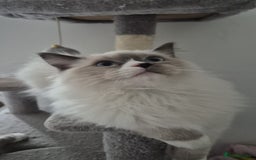 Ragdoll cats for sale: Pure Blue Point Ragdoll Mitted Male - Image 1