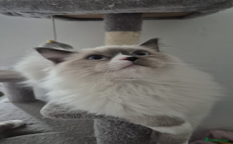 Ragdoll cats - Advert 16