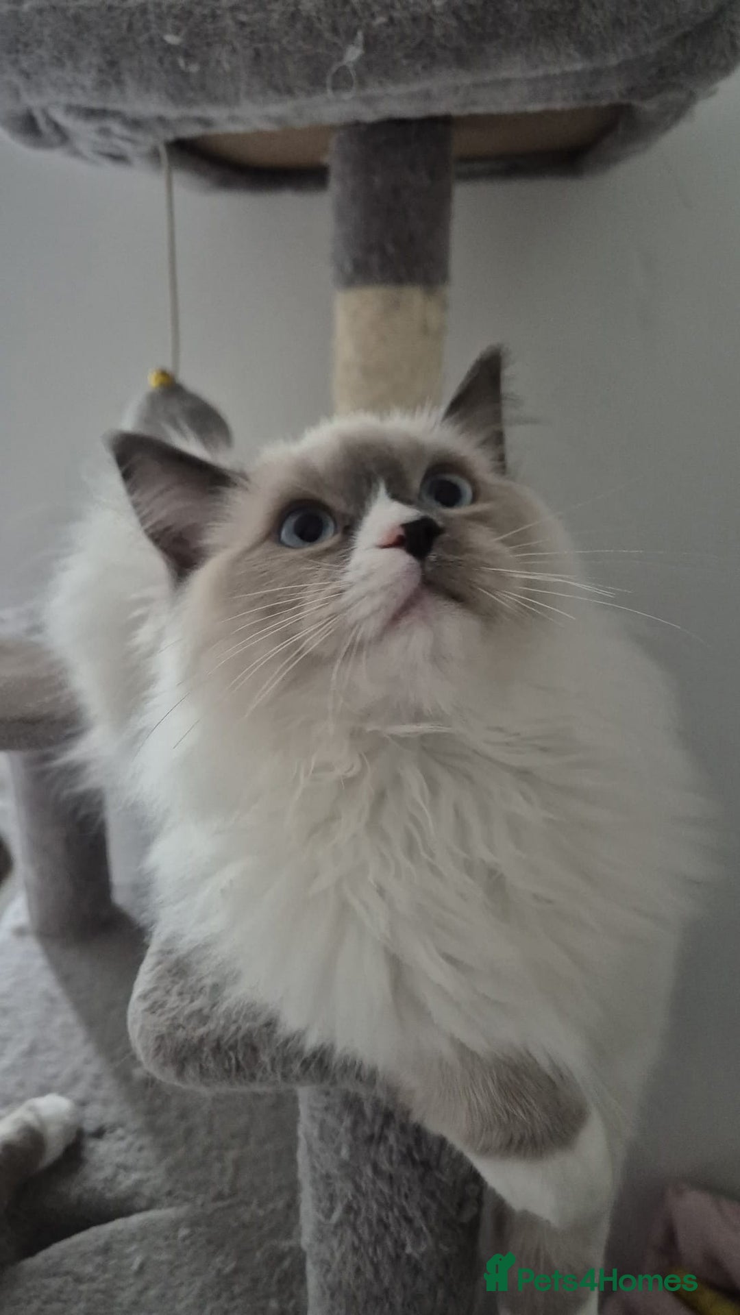 Ragdoll cats for sale: Pure Blue Point Ragdoll Mitted Male - Image 1