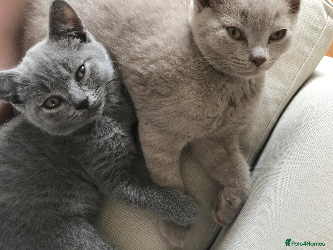 British Shorthair cats for sale: One beautiful lilac boy looking for a new home - Image 7