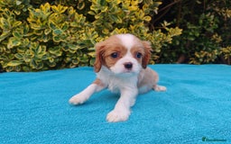 Cavalier King Charles Spaniel dogs for sale: KC Beautiful Cavalier King Charles puppies - Image 18