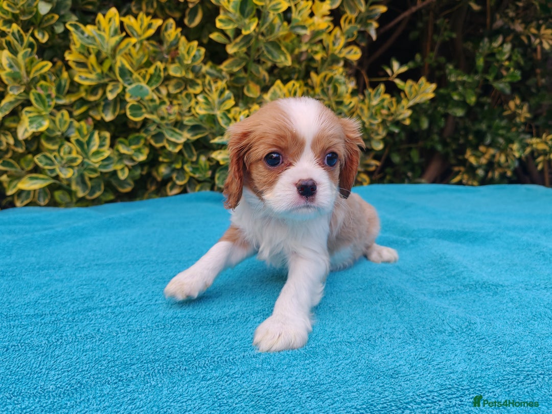 Cavalier King Charles Spaniel dogs for sale: KC Beautiful Cavalier King Charles puppies - Image 18