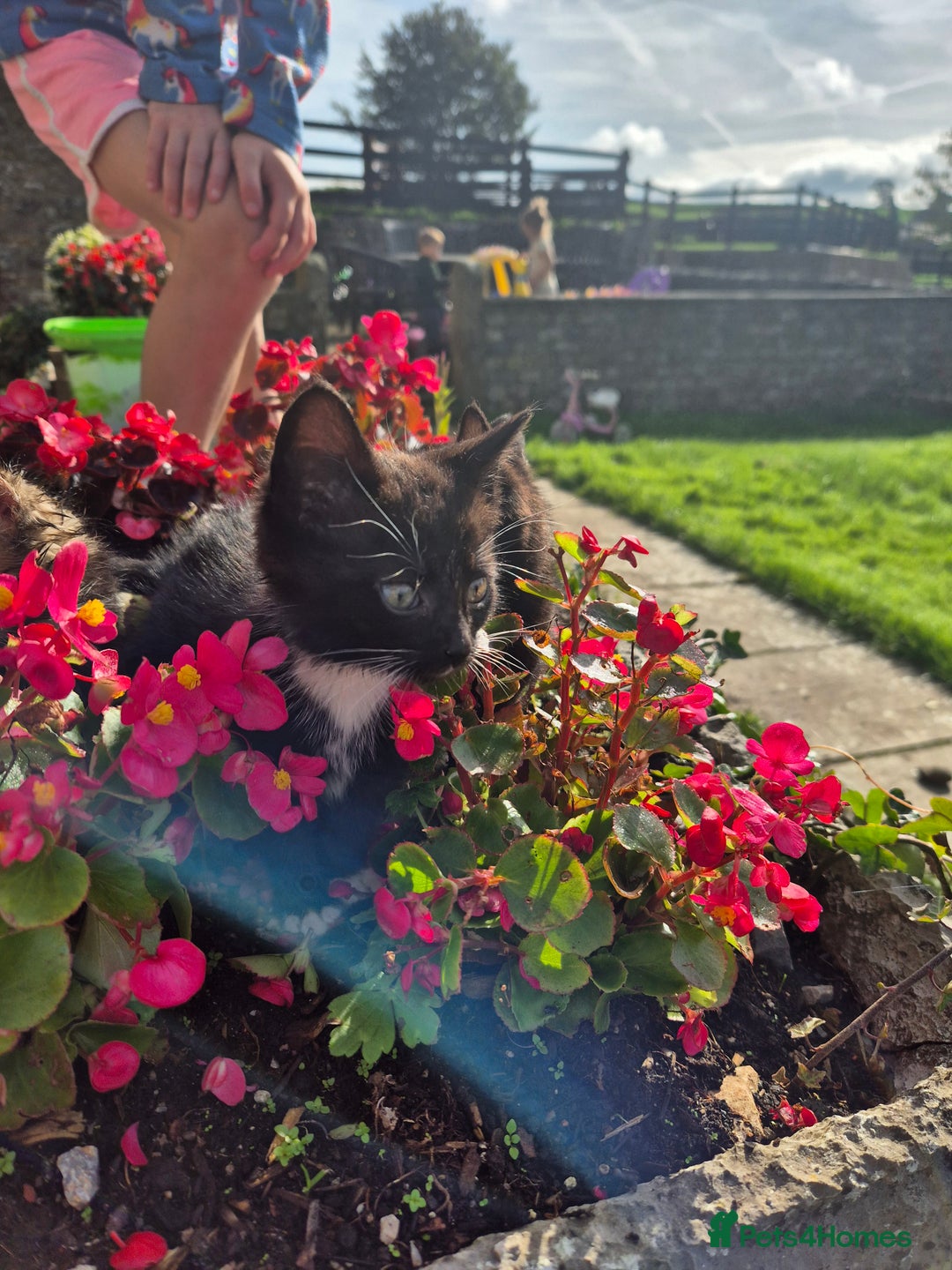 Mixed Breed cats for sale: Georgous Kittens Tabby / B&W - Ready now - Image 3